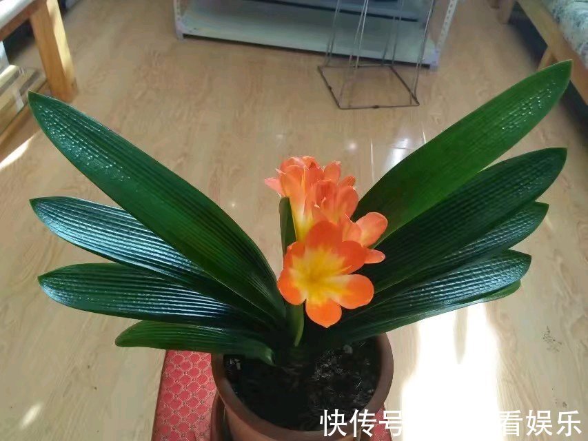 成群兰|君子兰长了两个叶心是坏事吗不是，给足营养开花成群兰，美爆了