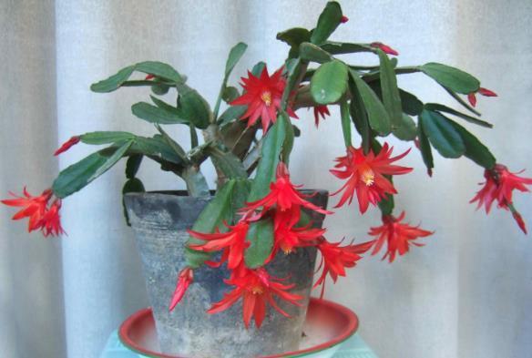 养花该不该换盆，期间又该注意哪些事项？你学会了没？