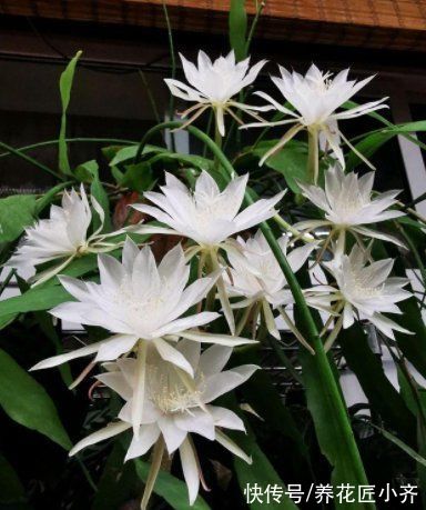 封闭阳台养不好花?那就选这4种,记住“共同点”,就能四季开花