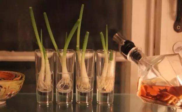 种植|5种“菜根”别扔,插进花盆,浇浇水,半个月长成“小菜园”