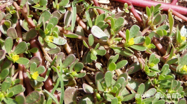 魔芋|担心老太快,4种食物离不开,改善肠胃,清肝明目,清理体内垃圾