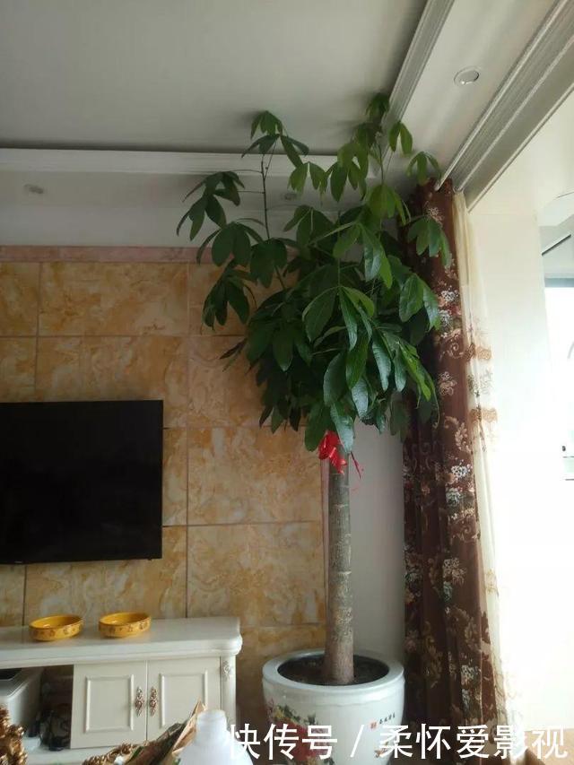 这10种耐旱花,2个月不浇水,叶子反而绿油油