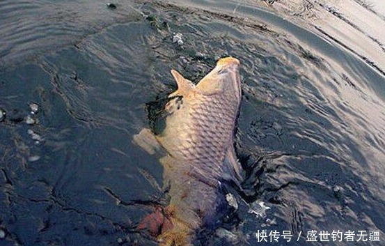 黑坑钓鱼,鱼口不好?教你如何让黑坑鱼儿乖乖开口——盛世三渔
