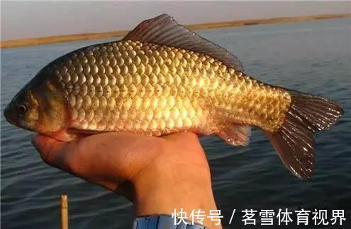 粉饵|钓鲫鱼久不发窝,不妨试试这几种打窝方式,鱼口马上会有变化