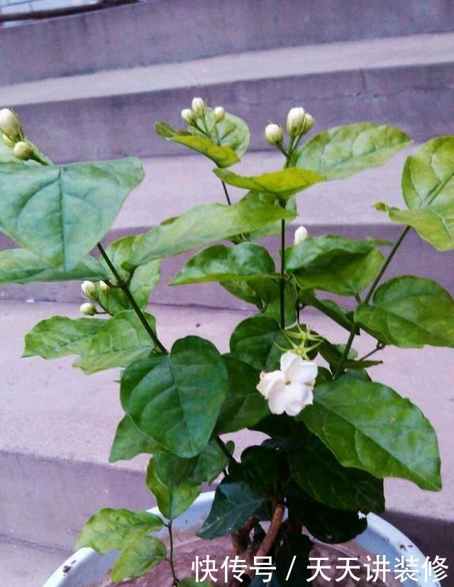 好时机|天气要热了,三种花修剪扦插正当时,小编已经迫不及待了