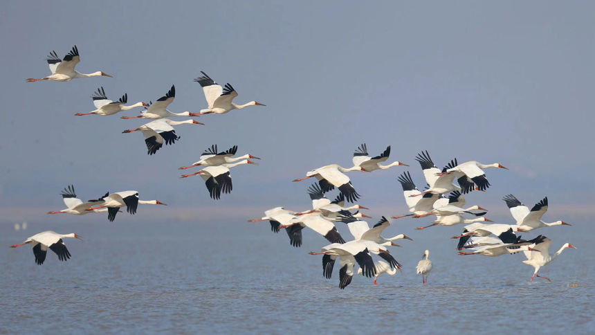 越冬|鄱阳湖大批越冬候鸟集结 开始陆续北迁