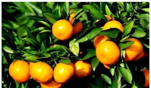 通便|女人对自己好点,多吃3种食物,润肠通便,排毒燃脂,增强体质