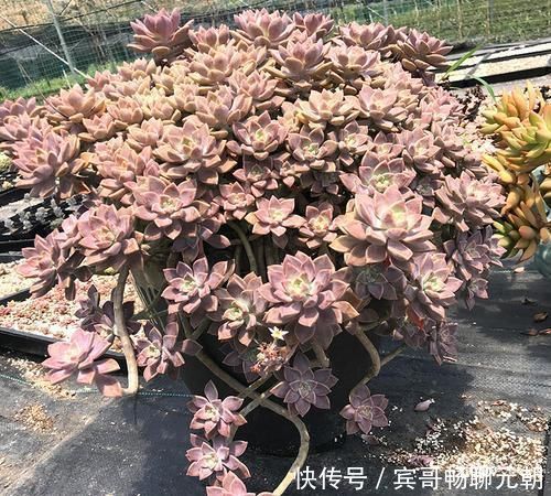 6种漂亮多肉，越老越美丽，长成小老桩，人人见了都赞叹不已！