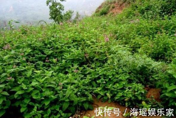 泡菜凉拌|这野草人称“草石蚕”，以前被人瞧不起，现在泡菜凉拌都不错