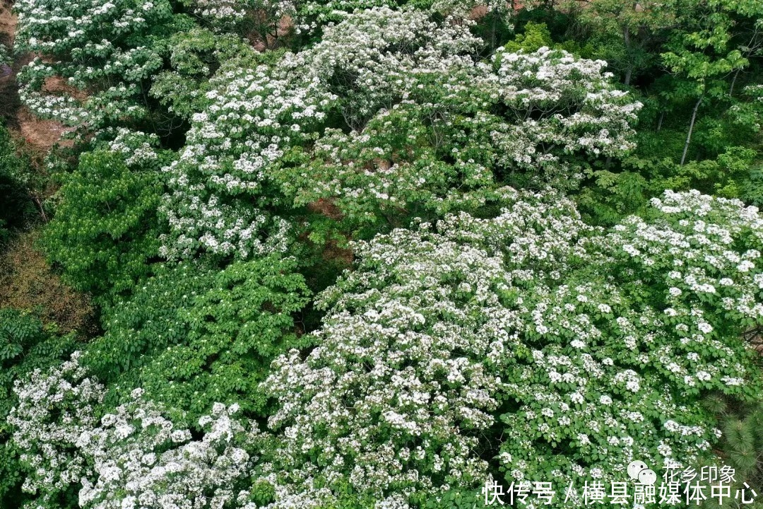 人间四月芳菲尽，梧桐花开正当时