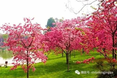 春光无限好，花艳景美岂能错过！