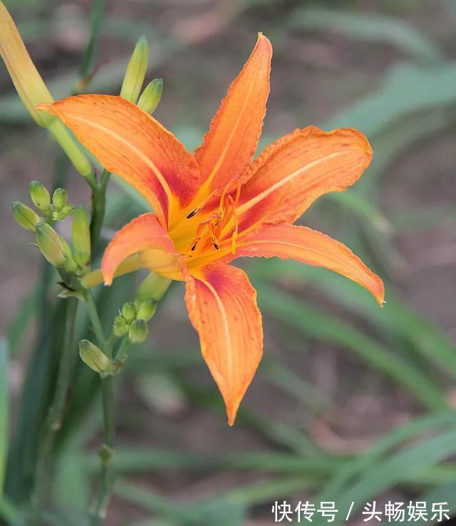 这几种路边常见的野花，小巧惹人喜爱，不用管就长成小花球