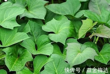 好处|以前喂猪的野菜,现在成了保健菜,排毒通便,4大好处不请自来