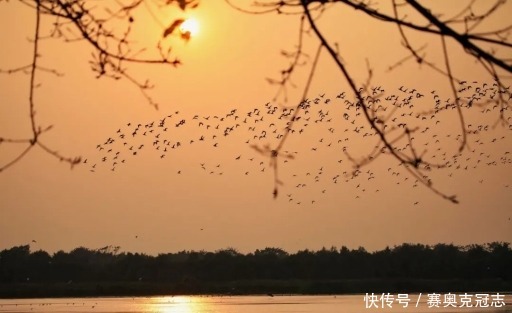 南沙|打卡新去处！南沙湿地观鸟平台开放啦