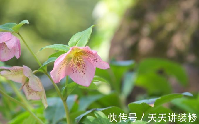 院子|名字巨土但超牛掰的花草,有院子不种可惜了