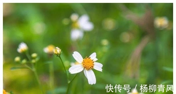 幸福|12月桃花运旺，爱情来，注定幸福，一生相随的星座