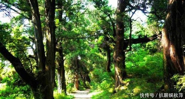 秦始皇在翠云廊留下活宝,此宝的历史有两千多年,我们要好好保护