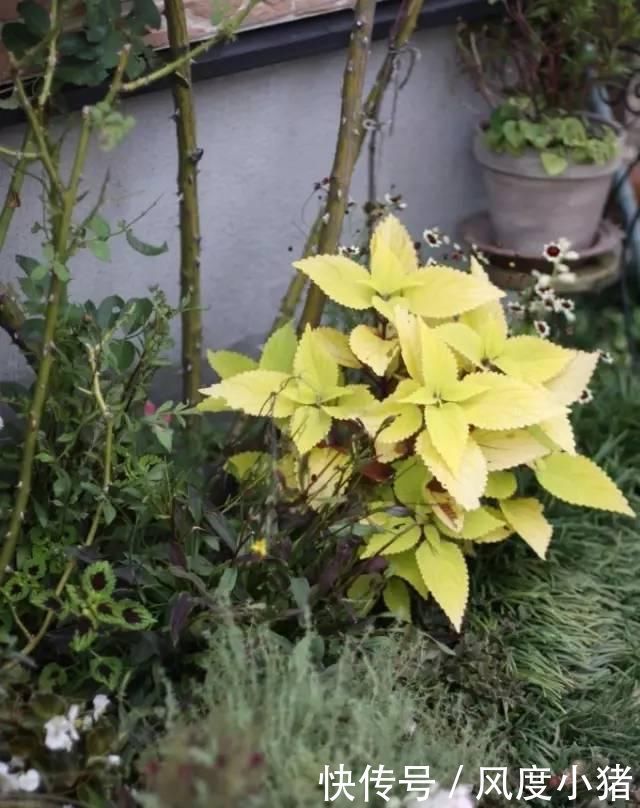 种植|家里有院子不如搞个种植池,这几样植物推荐给你