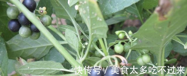 田野里除不完的“野草”，张大妈却挖来“当盆栽”，繁殖一阳台！