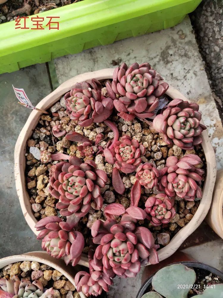 养肉多年的新手我相信它们一定可以变得更美丽！