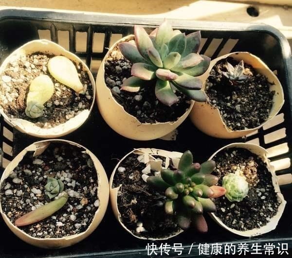 鸡蛋壳如何变成养花肥料,只需要两个步骤,就能轻松种植!