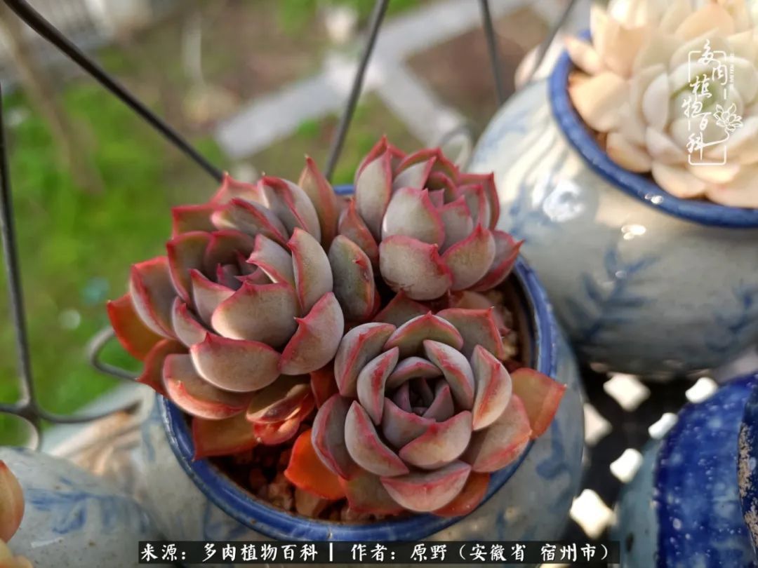 揭秘那些干净又温暖的多肉照片从哪里来