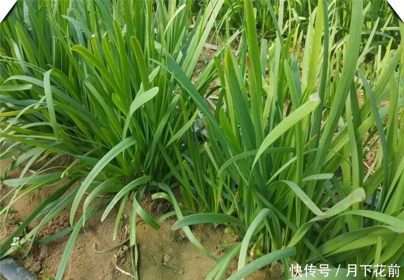 不起眼的几种食物, 是肝脏的“解毒王”每天吃一点, 排毒又养肝