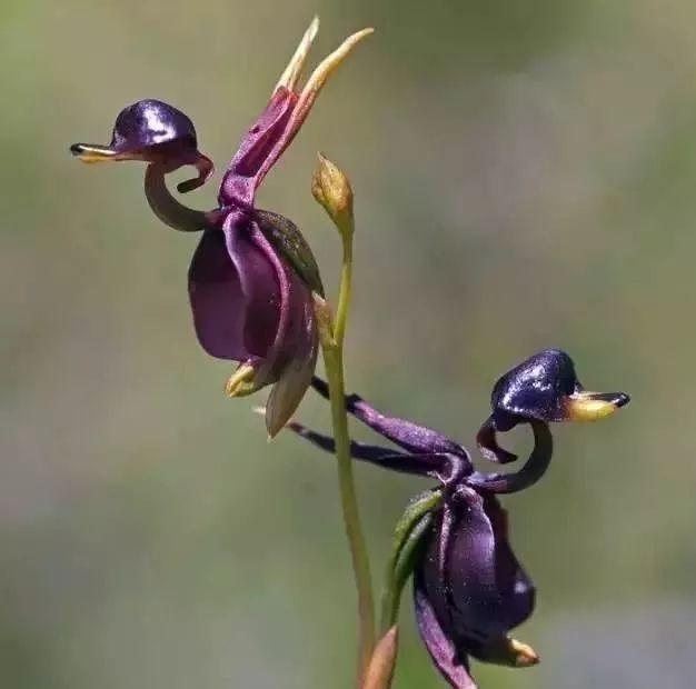 最全的兰花大鉴赏,看看你都见过几种兰花!