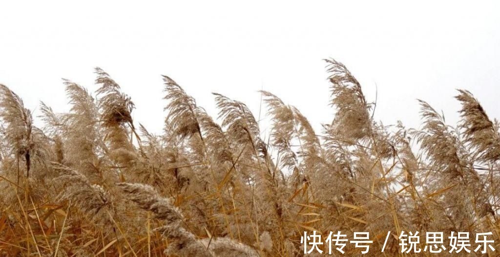 进士$郑板桥考不上进士,一气之下写癫狂版《沁园春》,被誉:直逼古人