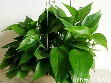发酵|原来“它”比神水更厉害,用来养绿萝,就像喝了打鸡血停不下来