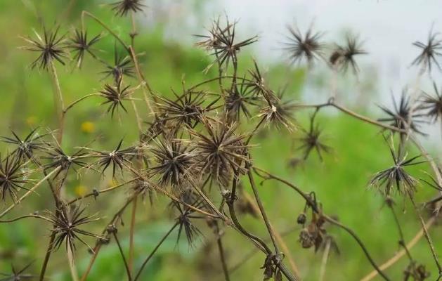 农村一种杂草叫“鬼针草”,最喜欢黏人身上,其实药用价值极高