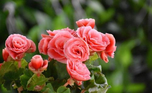 最怕“喝水”的3种花,不怪你太勤劳,只因为它“胃太小”