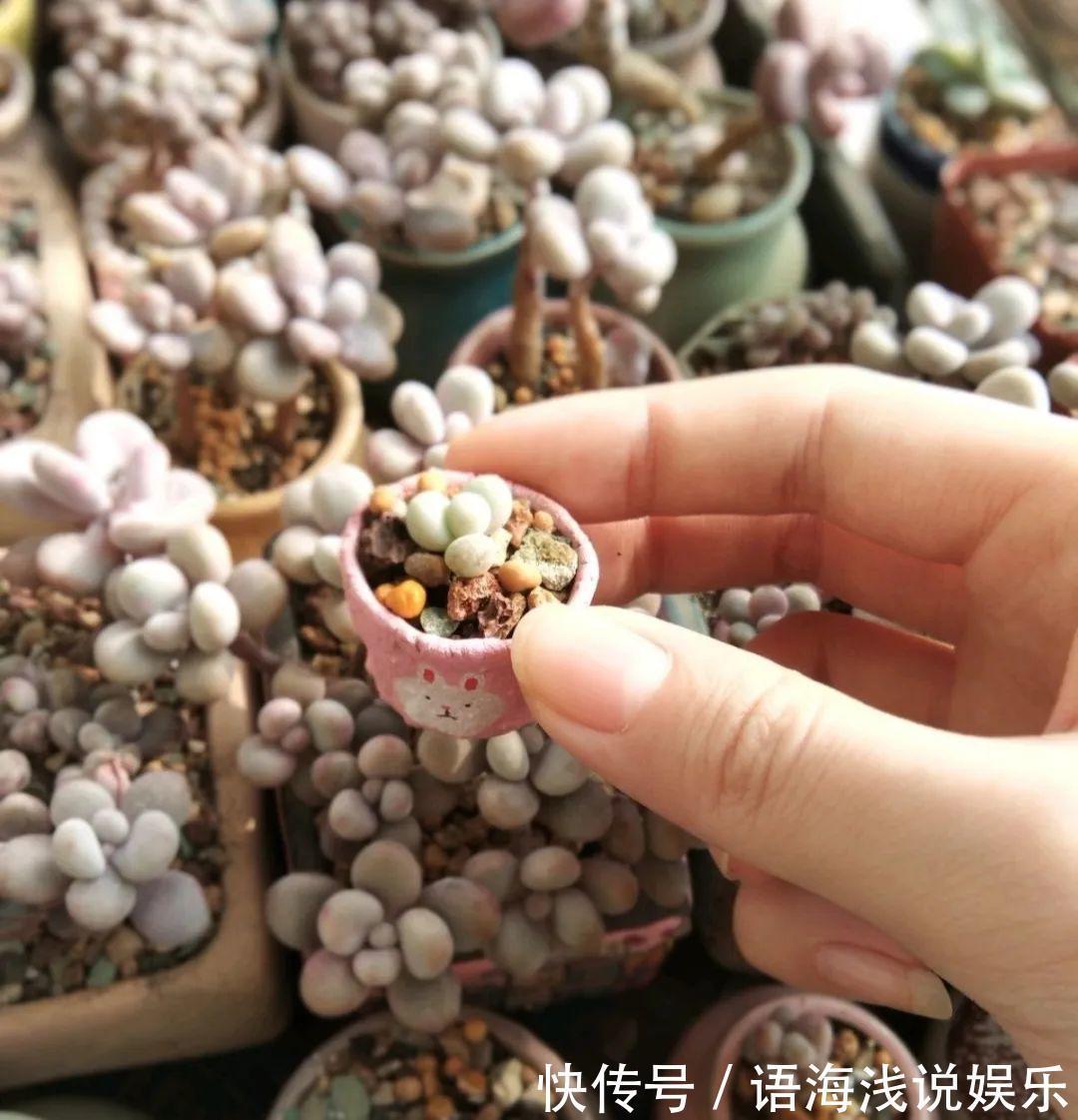 君子兰越小越值钱,养了4年,只有硬币大!