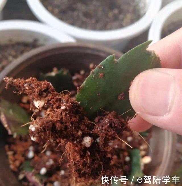 叶片|掐了一个叶片丢盆里，一年长满了花盆，连续七八年都开花！