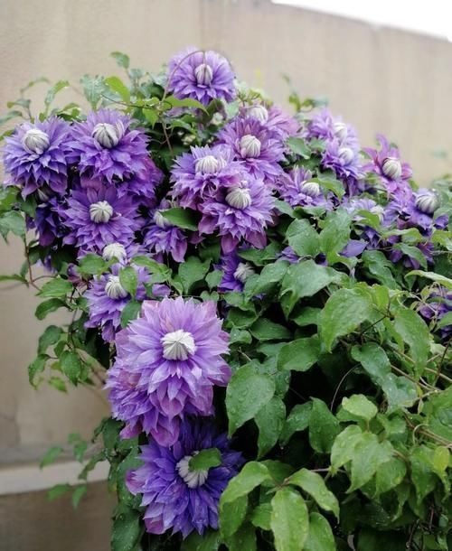 种花|如果我有“院子”,一定种此5种花,五彩斑斓长成一片“花海”