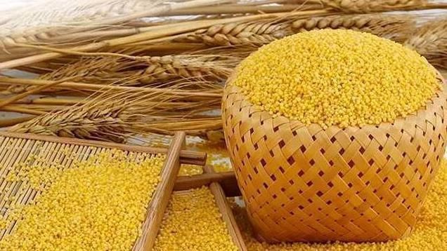 小米味甘|忠告煮小米时不可放此物,吃了就是没病找病,别让无知伤健康