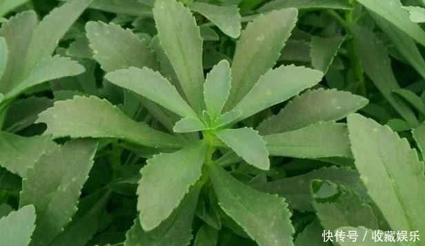 养心菜|农村田里的这种野草，钙是牛奶3倍，价值很珍贵，你有见过没