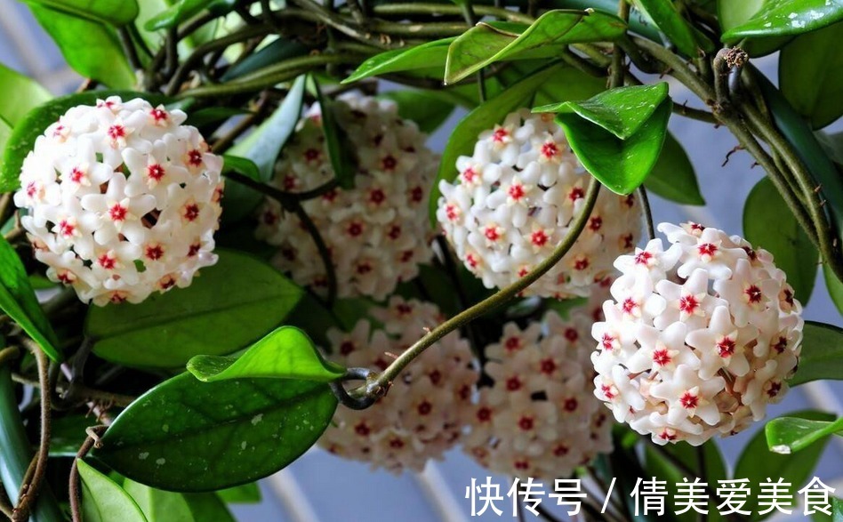 没有院子,受限于盆栽就养情人球兰,照顾到3点,花期长、香味浓