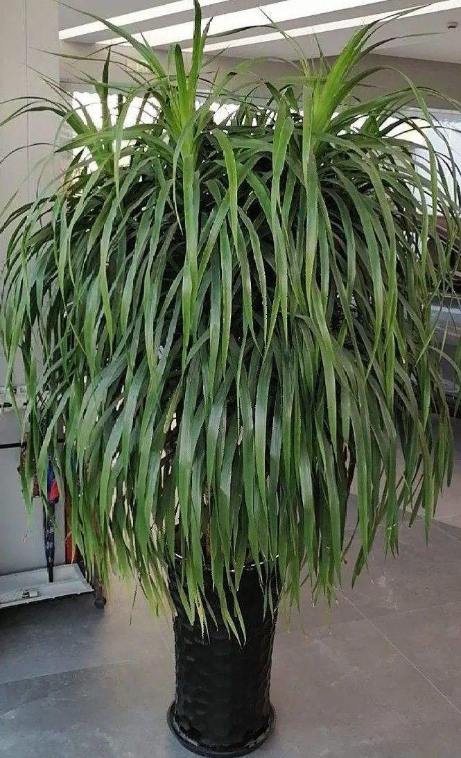 叶子|家里养棵“丑八怪”,霸气镇宅,越养越爱