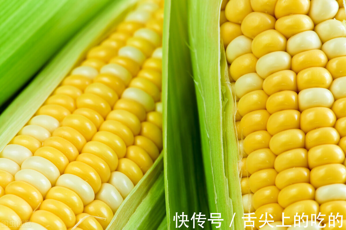 小苏打|煮玉米，只用清水是“外行”，多加2种配料，玉米更嫩，个个香甜