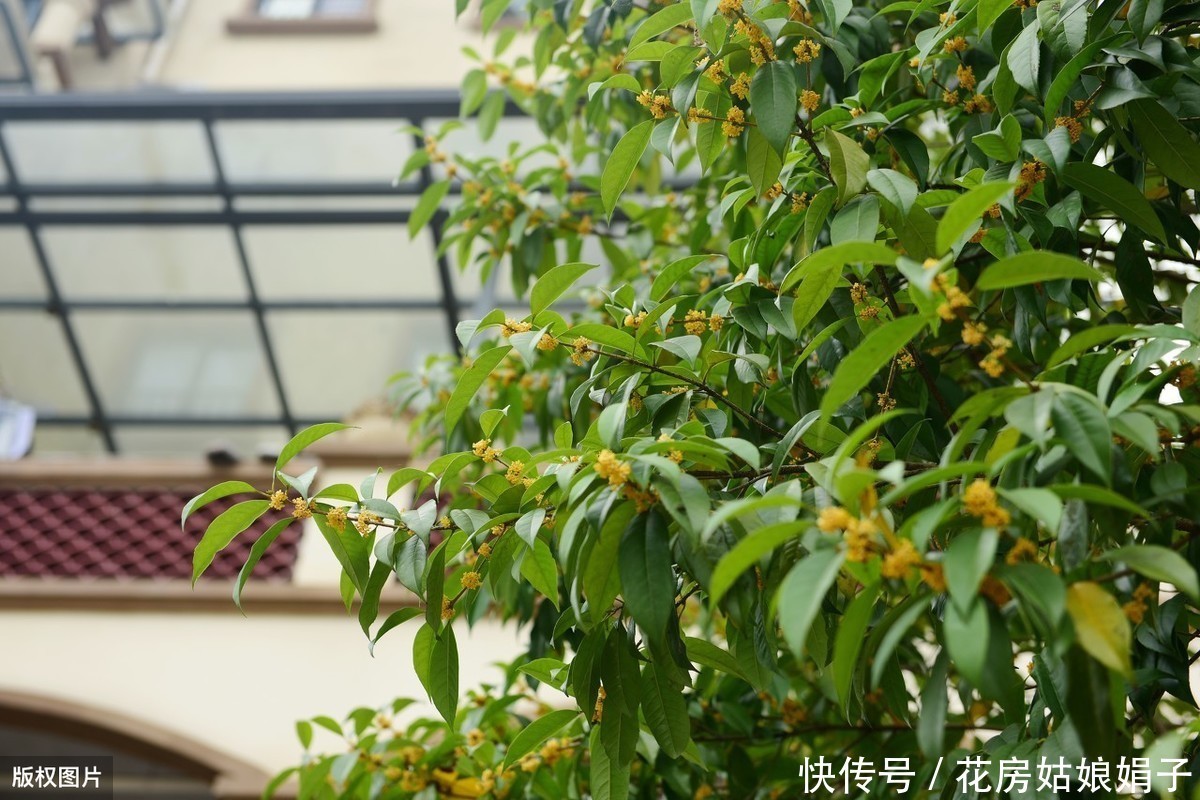 泥炭土|一根枝条,一个花盆,在家自己种桂花,不花钱也能嗅花香