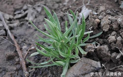 冬天种一盆野菜，掐着嫩芽吃，蒸着炒着怎么吃都鲜美
