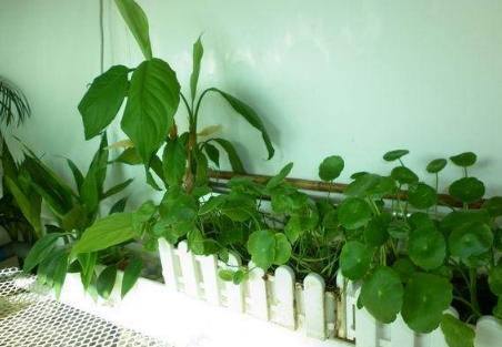 土壤|花都是浇死的1分钟学会如何判断盆土是否需要浇水了