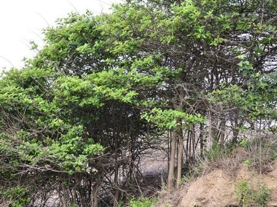 金贵|奇闻过去它是农家柴火,却不知其金贵,如今价值千金与紫檀齐名