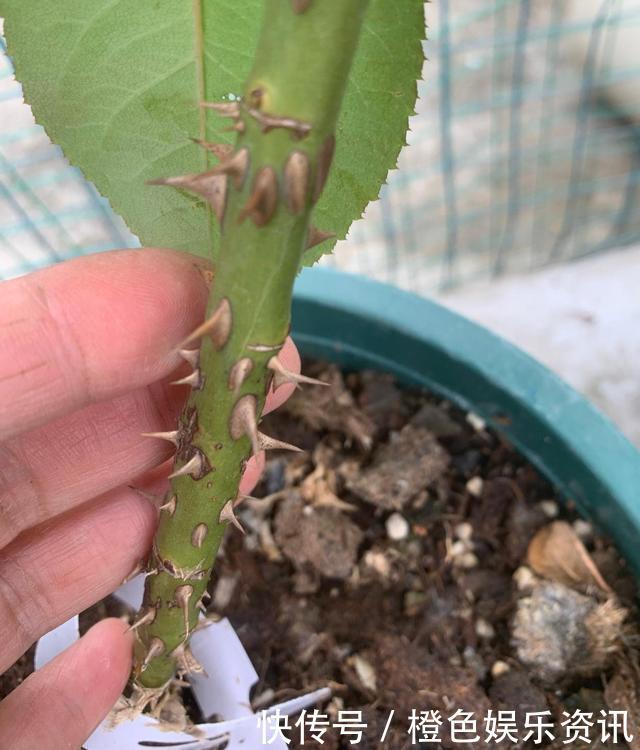 细数10种狼牙棒月季，怕刺的可绕道