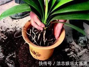 瓦片儿|吃饭剩下“大骨头”,埋花盆里,比花肥好用,高档花卉专用,养根