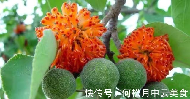 江南人|60种常见野菜，高清大图，收集全了真不容易！