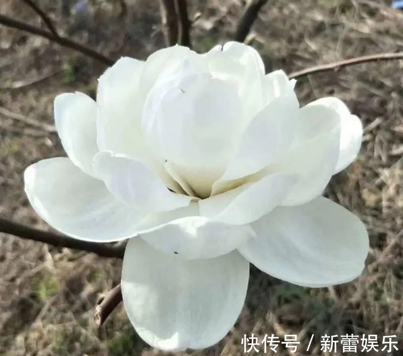 玉兰|家门口种棵“吉祥花”，满树都开花，还有“镇宅”好兆头