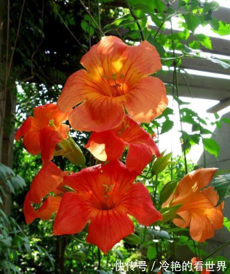 漂亮花|三种“漂亮花”，好养颜值高，却被花友“嫌弃”，不是没道理