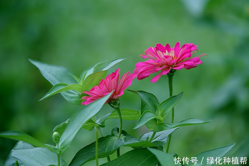 百日草代表“步步高升”，开花时间可达100天，生命力顽强